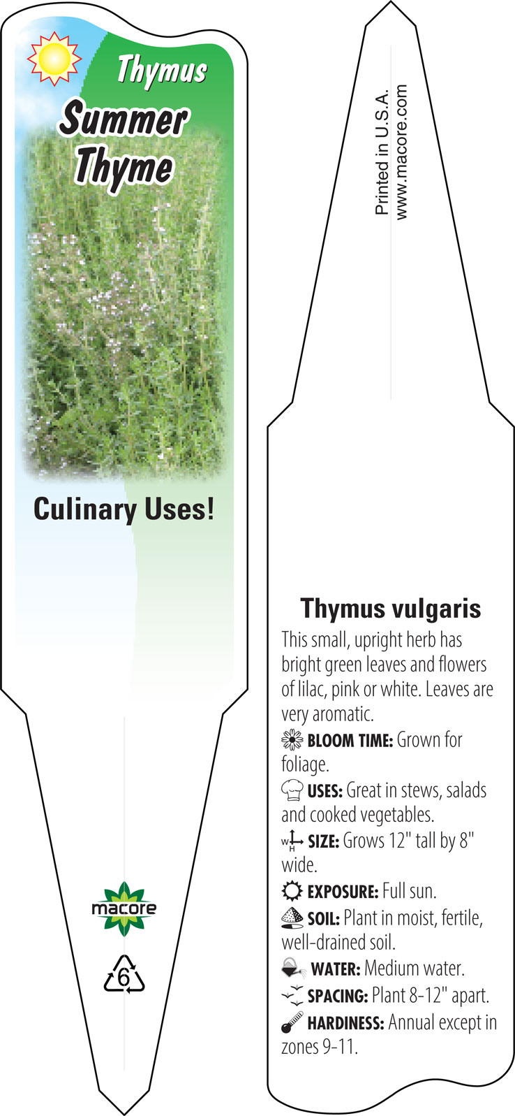 Summer Thyme, Thymus vulgaris