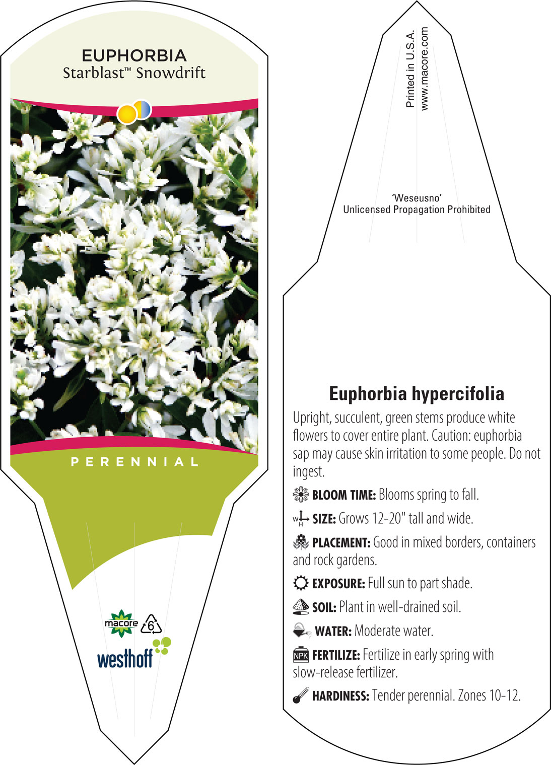 Westhoff euphorbia-starblast-white-002