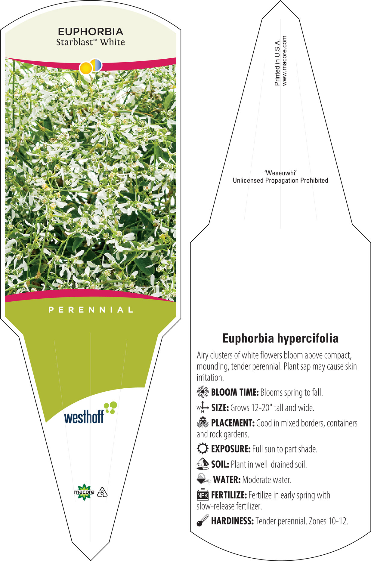 Westhoff euphorbia-starblast-white-002