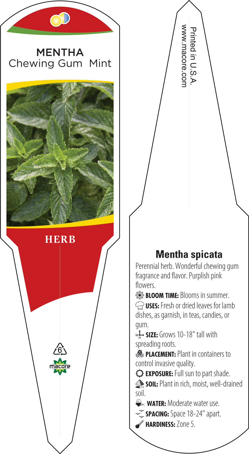 Mentha 'Chewing Gum' (mint 'Chewing Gum')